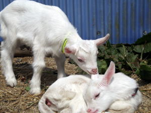 2017年3月29日ヤギ部