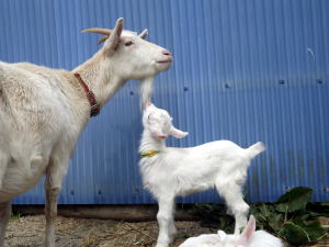 2017年3月29日ヤギ部