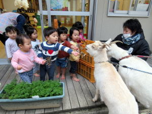 2017ヤギ部1月12日A