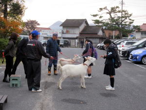 2016ヤギ部11月