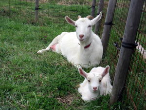 2016ヤギ部3月19日