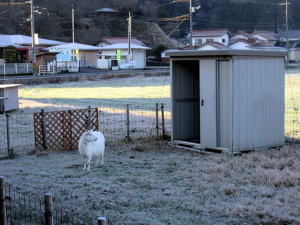 2015年12月20日ヤギ部
