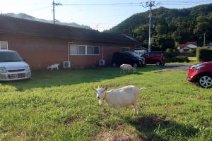 2022年8月のももこ