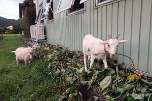 2022年8月のももこ