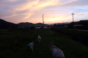 2022年8月のももこ