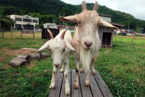 2022年7月のももこ