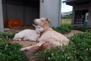 2022年6月のももこ