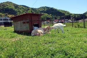 2022年5月のももこ