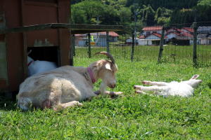 2022年5月のももこ