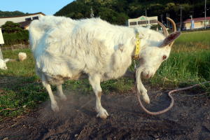 2022年5月のももこ