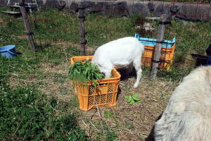 2022年5月のももこ