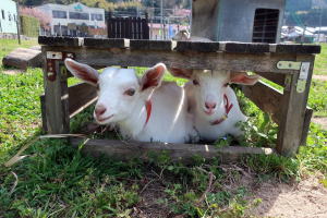 2022年4月のももこ