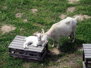 2022年4月のももこ