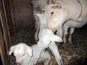 2022年3月のももこ