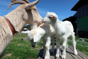 2022年3月のももこ