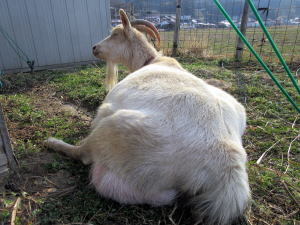 2022年3月のももこ