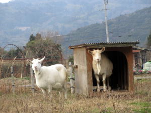 2022年1月のももこ