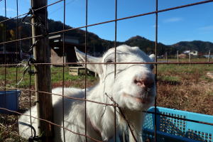 2023年11月のももこ