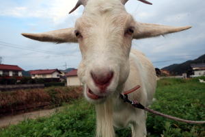 2023年10月のももこ