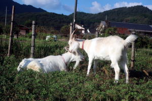 2023年10月のももこ