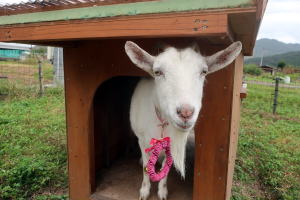 2023年10月のももこ