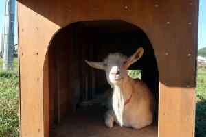 2023年10月のももこ