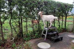 2023年9月のももこ