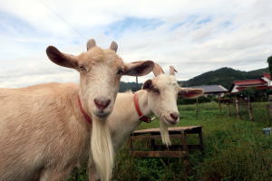 2023年9月のももこ