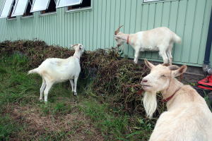 2023年9月のももこ