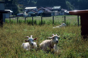 2023年9月のももこ