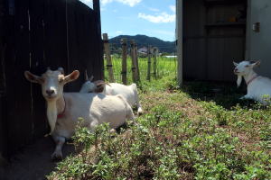 ２０２３年８月のももこ