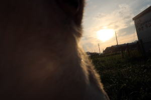 ２０２３年６月のももこ