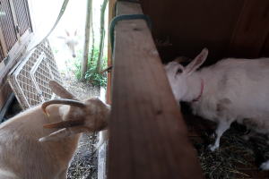 2023年6月のももこ