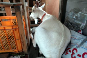 2023年6月のももこ