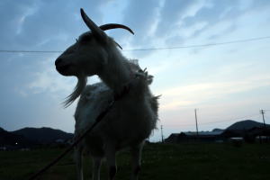 2023年5月のももこ