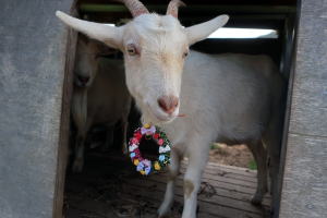 2023年3月のももこ