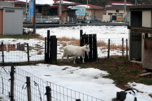 2023年2月のももこ