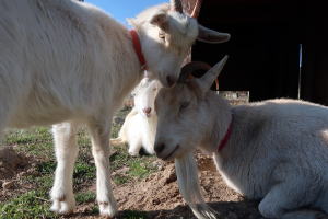 2022年2月のももこ