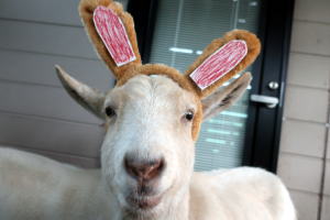 ２０２３年１月のももこ