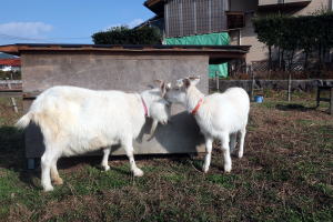 2023年1月のももこ