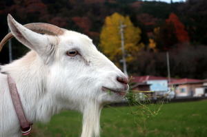 2024年12月のももこ