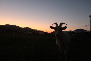 2024年11月のももこ