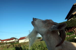 2024年11月のももこ