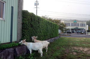 2024年10月のももこ