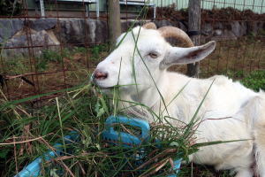 2024年10月のももこ