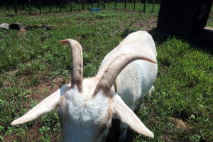 2024年9月のももこ