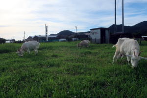 2024年7月のももこ