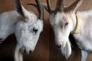 2024年7月のももこ