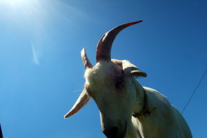 2024年7月のももこ