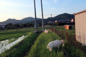 2024年6月のももこ